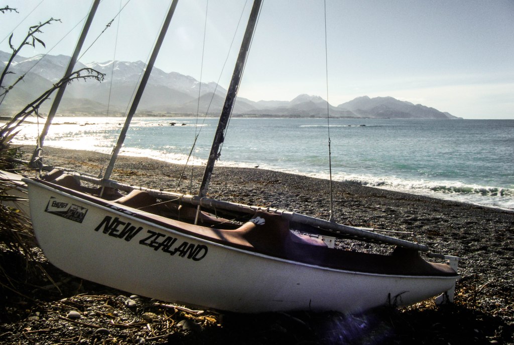 Wildlife in Kaikoura