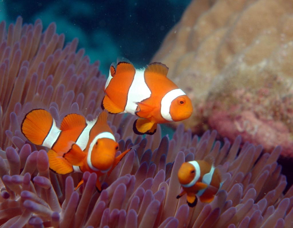 Cairns and the Great Barrier Reef