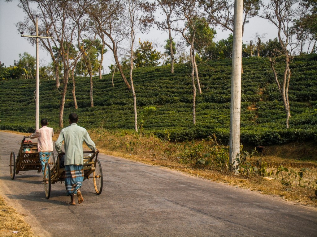 Northeast Bangladesh: Srimangal and Lawachara National Park