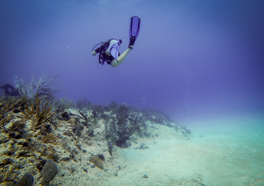 Diving into darkness and swimming with&nbsp;turtles