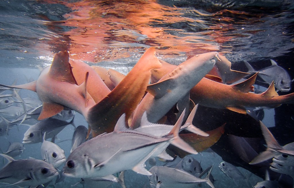 Snorkelling with sharks on Caye&nbsp;Caulker