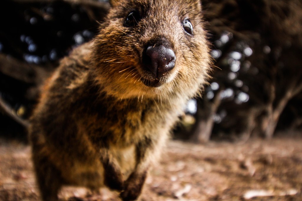 Cuddle a quokka on&nbsp;Rottnest