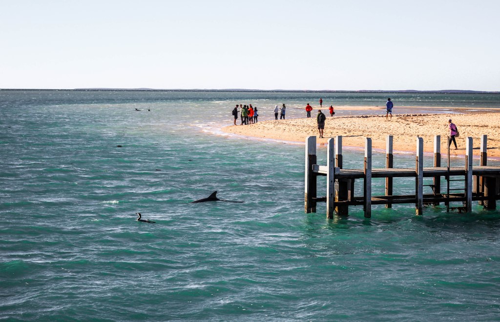 A Western Australia Road Trip: Stromatolites and dolphins in Shark&nbsp;Bay
