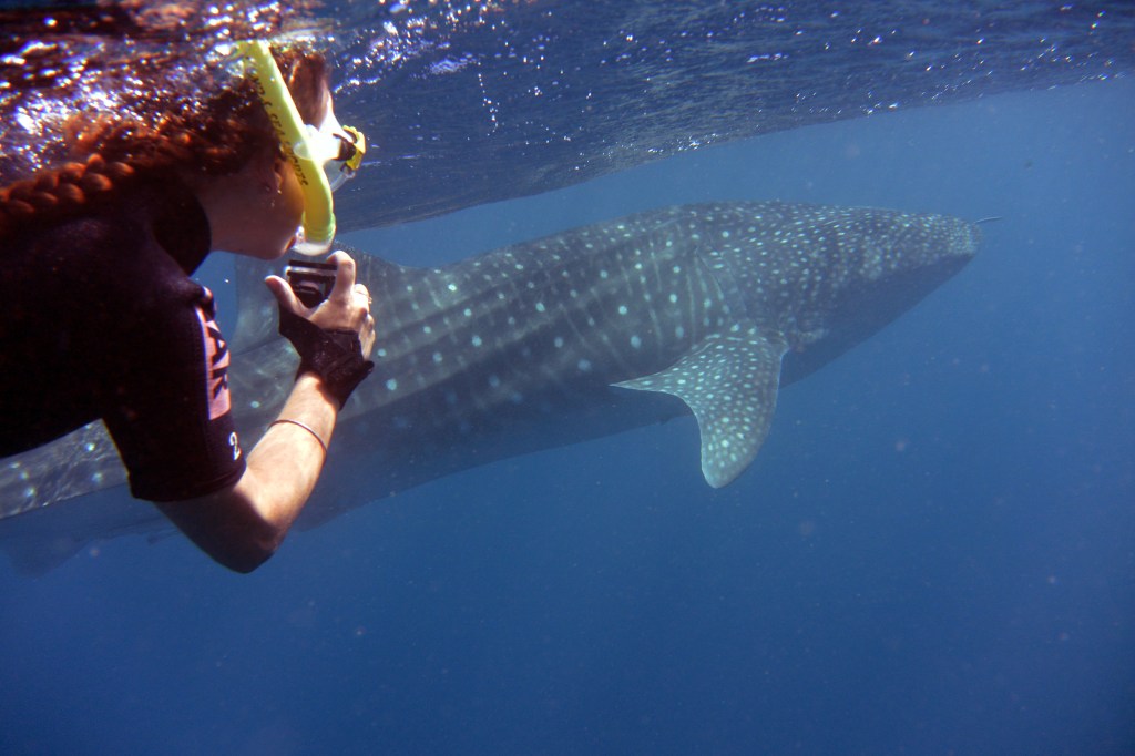 A Western Australia Road Trip: Swimming with Whale Sharks in&nbsp;Exmouth