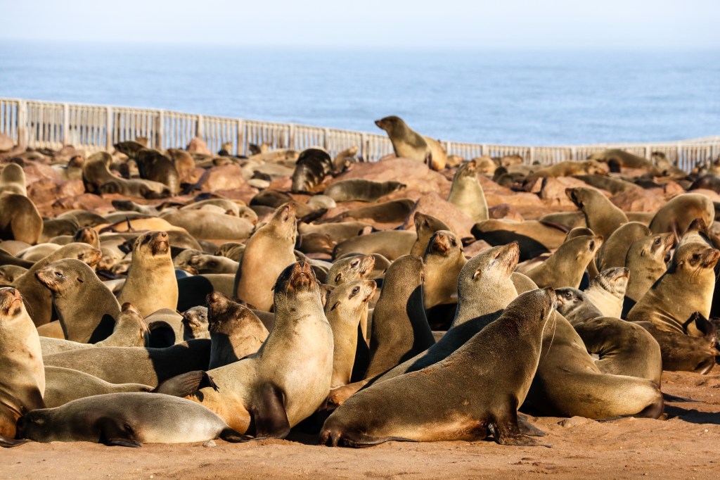 Shipwrecks and seals along the Skeleton&nbsp;Coast