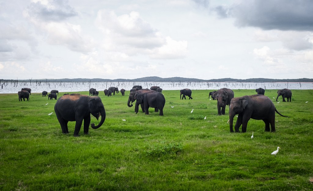 An elephant safari in Kaudulla National Park, Sigiriya