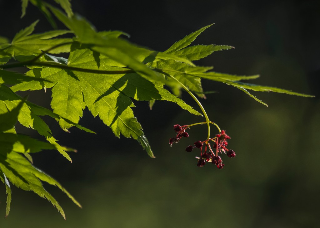 森林浴 Shinrin-yoku (forest bathing)