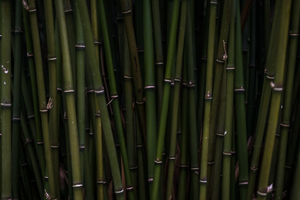 Shinrin-yoku: the art of forest bathing